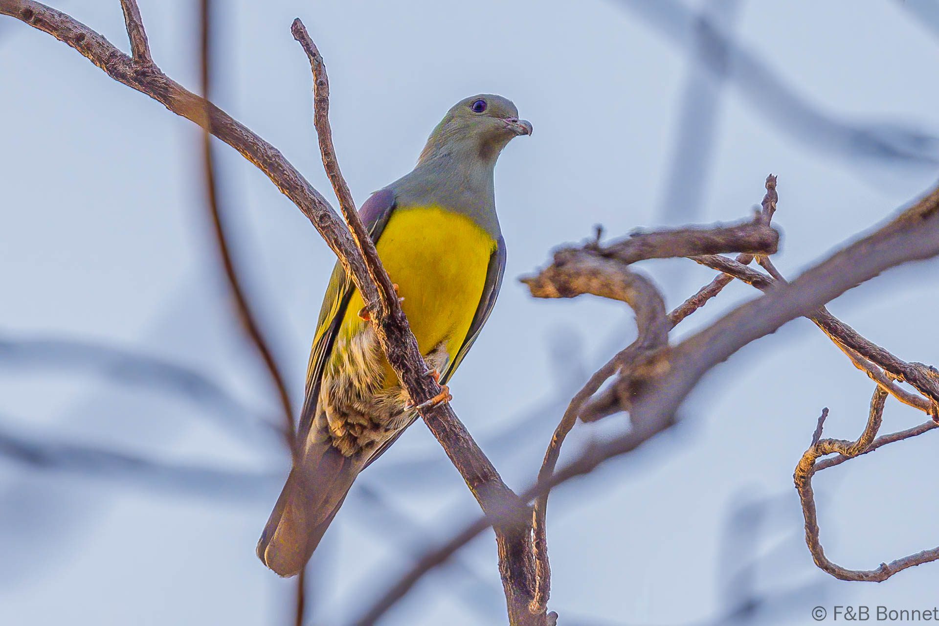 Colombar waalia - Senegal - Dindéfélo - 2023