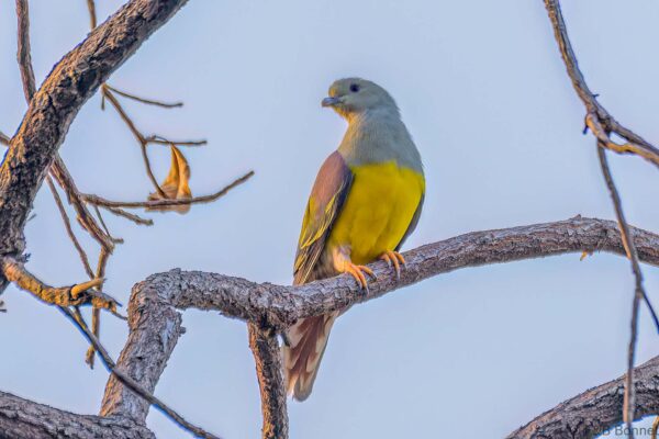 Colombar waalia - Senegal - Dindéfélo - 2023