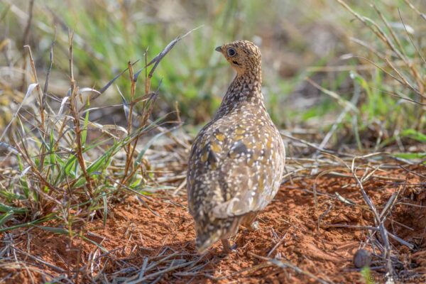 Burchell's Sandgrouse ♀ - South Africa - Mokala NP - 2025