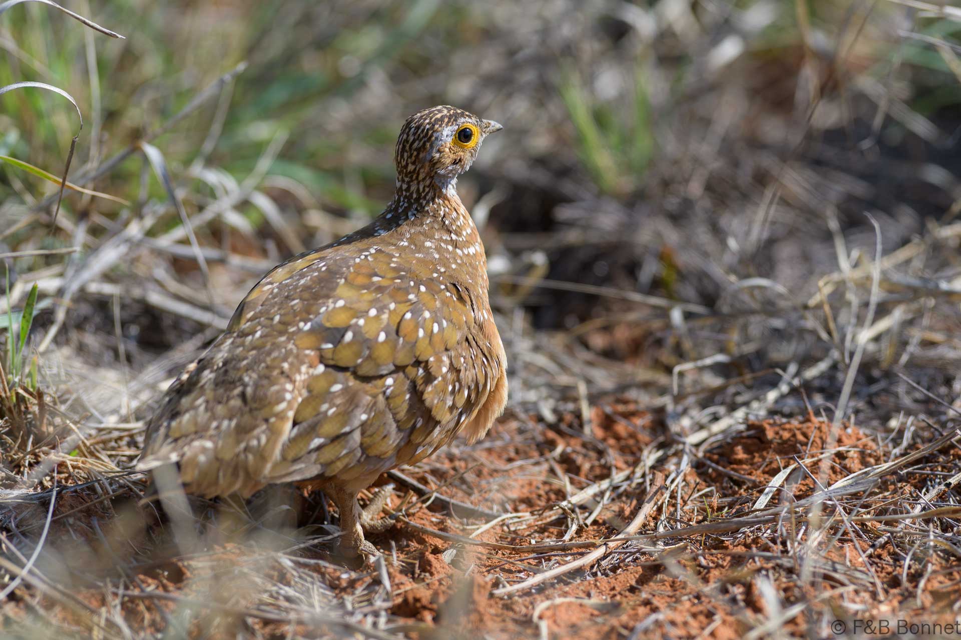 Burchell's Sandgrouse ♂ - South Africa - Mokala NP - 2025