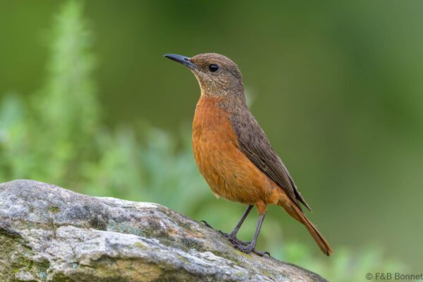 Cape Rock Thrush - South Africa - Giants Castle - 2026