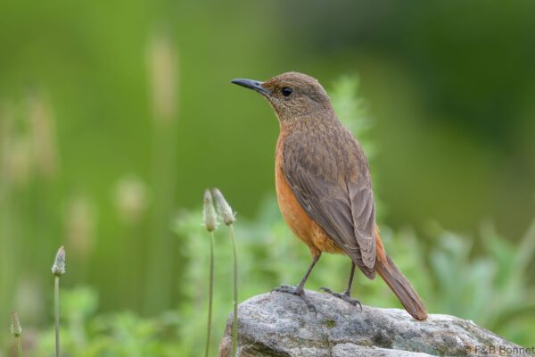 Cape Rock Thrush - South Africa - Giants Castle - 2026