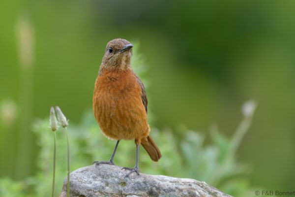 Cape Rock Thrush - South Africa - Giants Castle - 2026