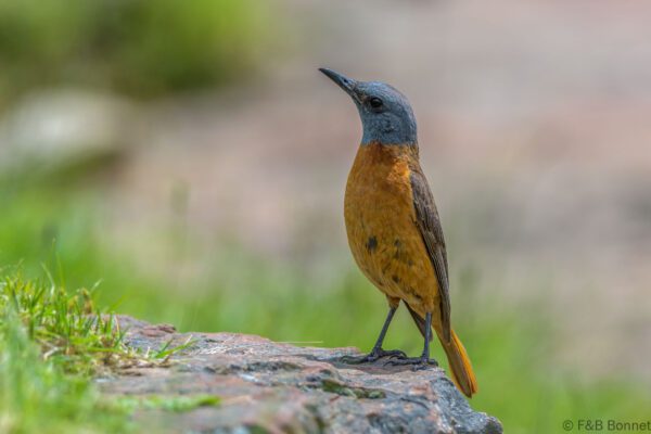 Cape Rock Thrush - South Africa - Giants Castle - 2026