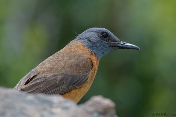 Cape Rock Thrush - South Africa - Giants Castle - 2026