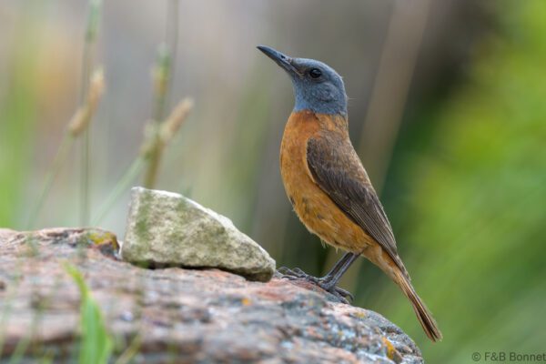 Cape Rock Thrush - South Africa - Giants Castle - 2026