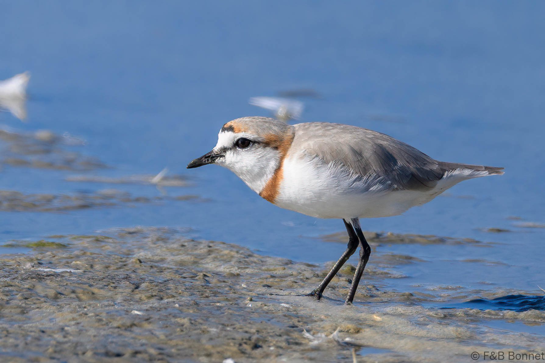 Chestnut-banded Plover ♂ - South Africa - Velddrif - 2024