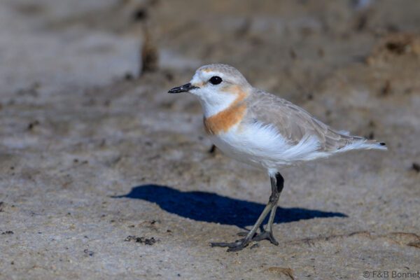 Chestnut-banded Plover ♀ - South Africa - Velddrif - 2024