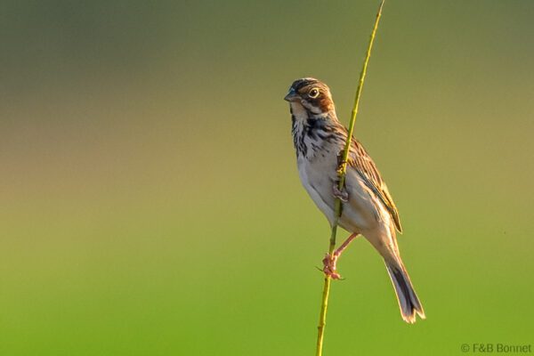 Chestnut-eared Bunting - Thailand - Chiang Rai - 2026