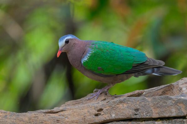Common Emerald Dove - China - Yunnan - 2025