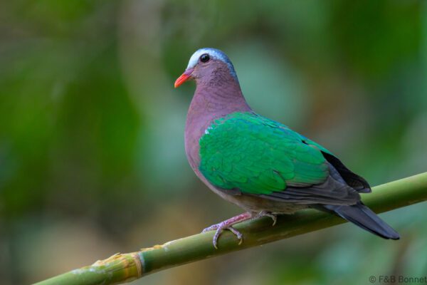 Common Emerald Dove - China - Yunnan - 2025