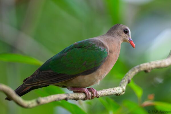 Common Emerald Dove - Philippines - Palawan - 2025