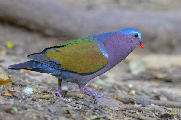 Common Emerald Dove - Thailand - Kaeng Krachan - 2025