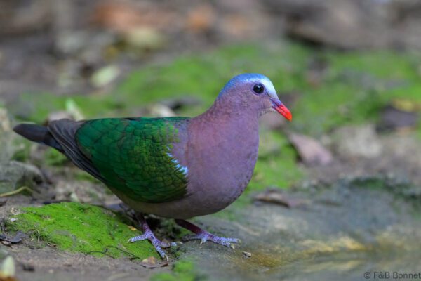 Common Emerald Dove - Thailand - Kaeng Krachan - 2025