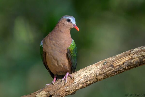 Common Emerald Dove - Vietnam - Cat Tien - 2026