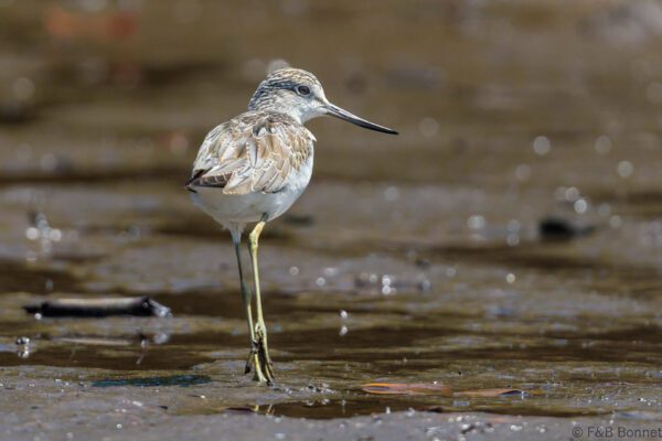 Chevalier aboyeur - Senegal - Kafountine - 2023