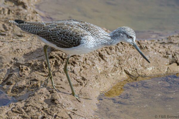 Archibebe claro - Spain- Gran Canaria - 2021