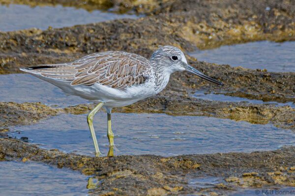 Archibebe claro - Spain- Gran Canaria - 2021