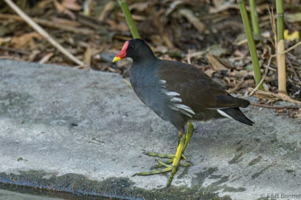 Gallinule Poule-d'eau - France - Paris - 2021
