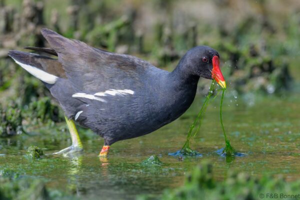 Common Moorhen - South Africa - Velddrif - 2024
