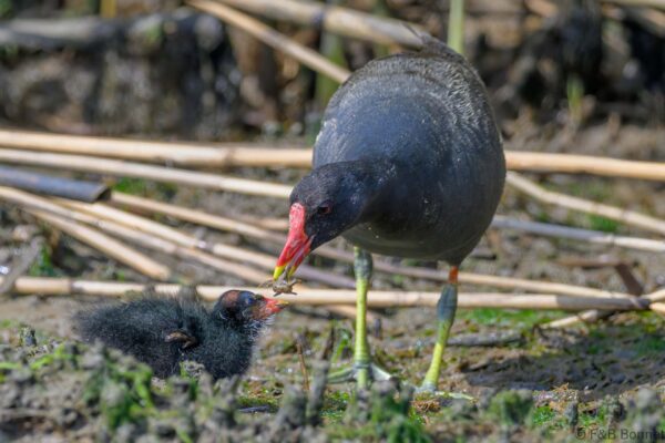 Common Moorhen - South Africa - Velddrif - 2024