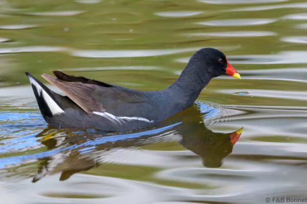 Common Moorhen - South Africa - Cape Town - 2025