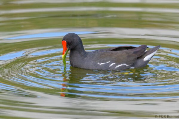 Common Moorhen - South Africa - Cape Town - 2025