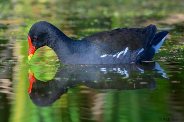 Common Moorhen - South Africa - Cape Town - 2025