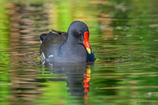 Common Moorhen - South Africa - Cape Town - 2025