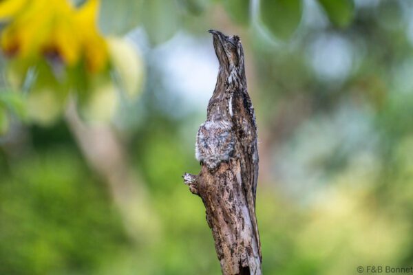 Nictibio urutaú - Costa Rica - Bahia Drake - 2021