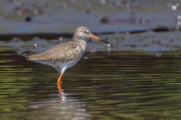 Chevalier gambette - Senegal - Kafountine - 2023