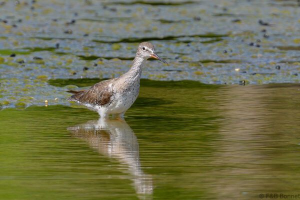 Common Redshank - Thailand - Krabi - 2023