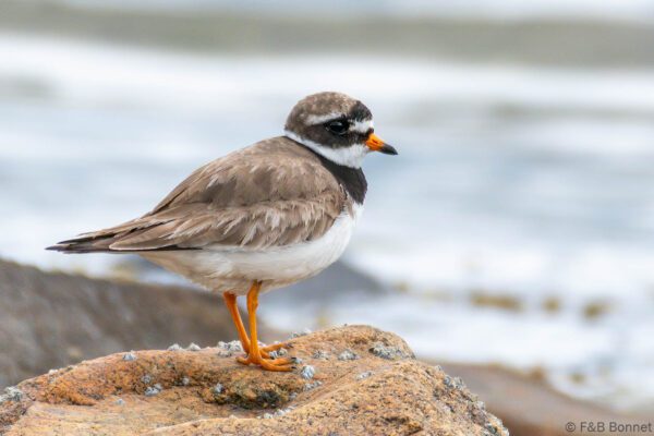 Grand Gravelot - France - Bretagne - 2021