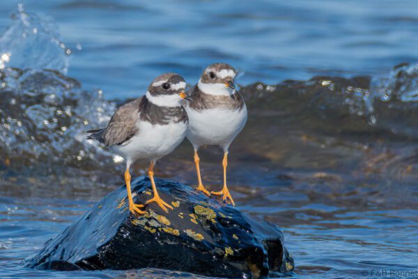 Grand Gravelot - France - Bretagne - 2021
