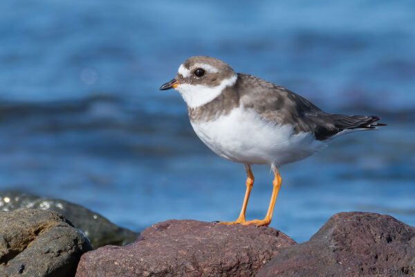 Grand Gravelot - France - Bretagne - 2021
