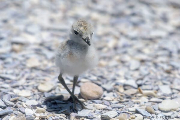 Common Ringed Plover - South Africa - Lambert's Bay - 2022