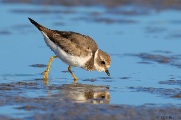 Common Ringed Plover - South Africa - Velddrif - 2024