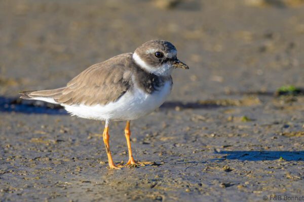 Common Ringed Plover - South Africa - Velddrif - 2024