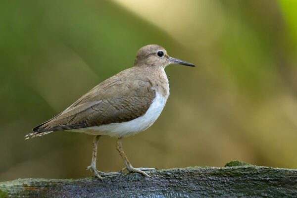 Common Sandpiper - Philippines - Palawan - 2025