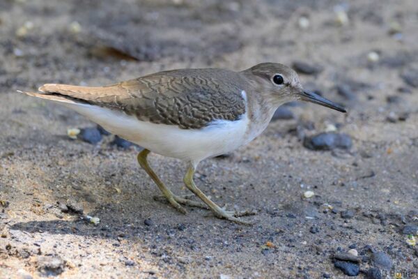 Common Sandpiper - South Africa - Mtunzini - 2025