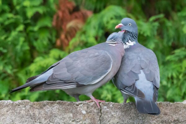 Pigeon ramier - France - Bretagne - 2021