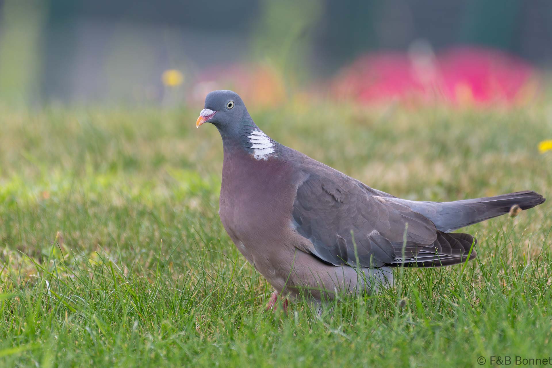 Pigeon ramier - France - Bretagne - 2021