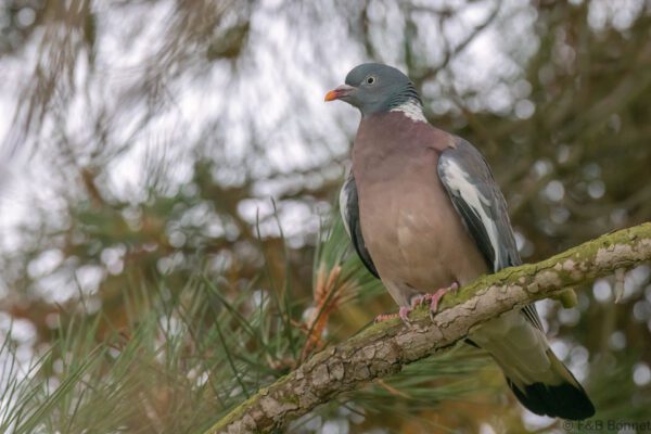 Pigeon ramier - France - Bretagne - 2021