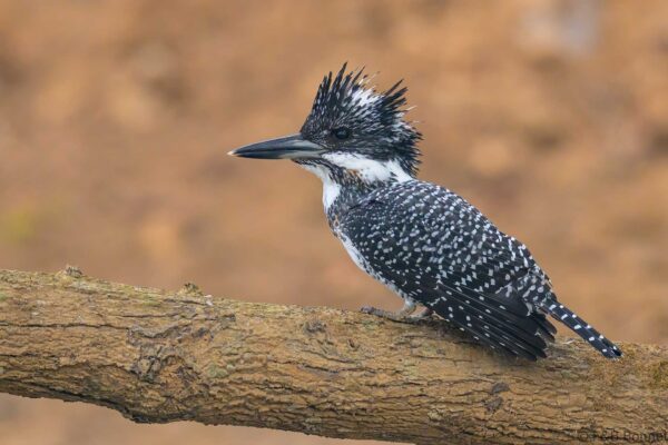 Crested Kingfisher - Thailand - Ban Mueang Khong - 2026