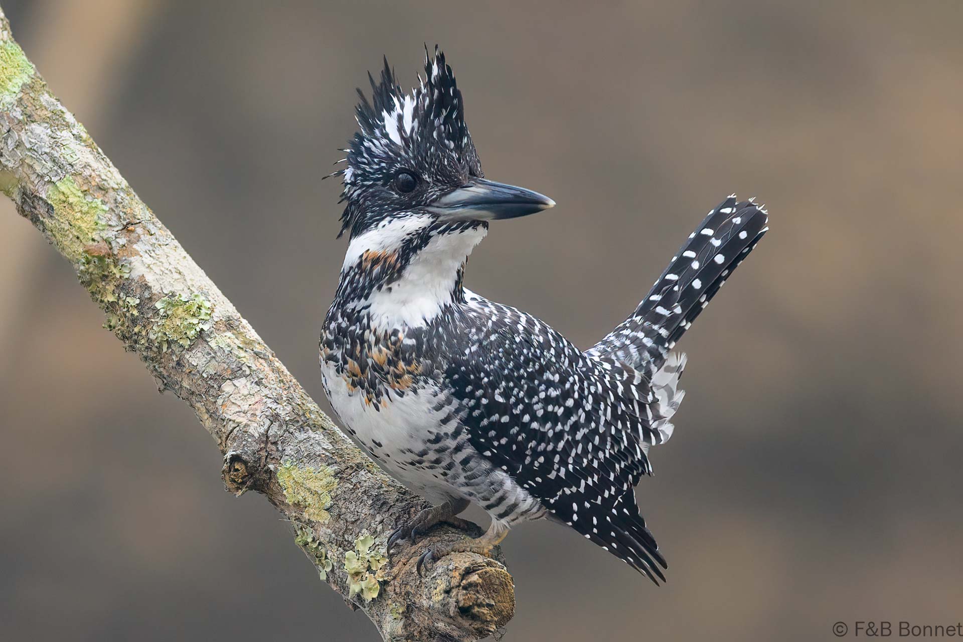 Crested Kingfisher - Thailand - Ban Mueang Khong - 2026