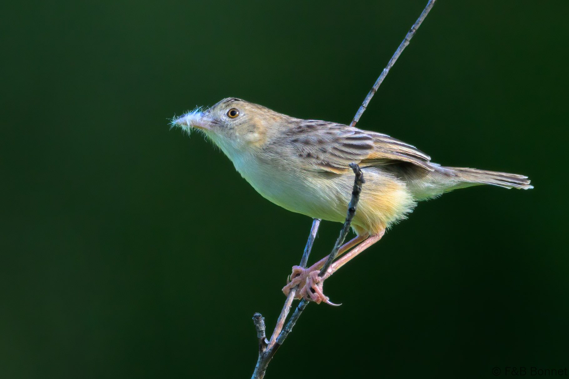 Croaking Cisticola - South Africa - Kruger NP - 2025