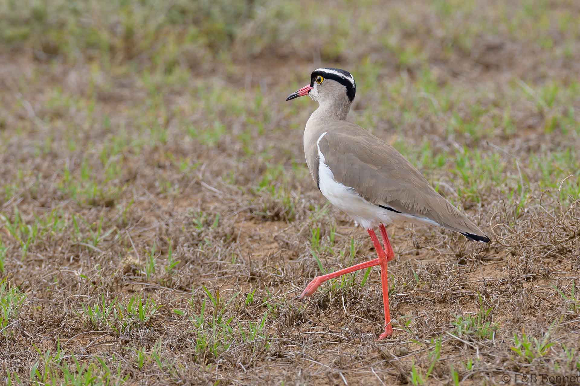 Crowned Lapwing - South Africa - Addo NP - 2021