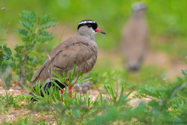 Crowned Lapwing - South Africa - Kruger NP - 2025