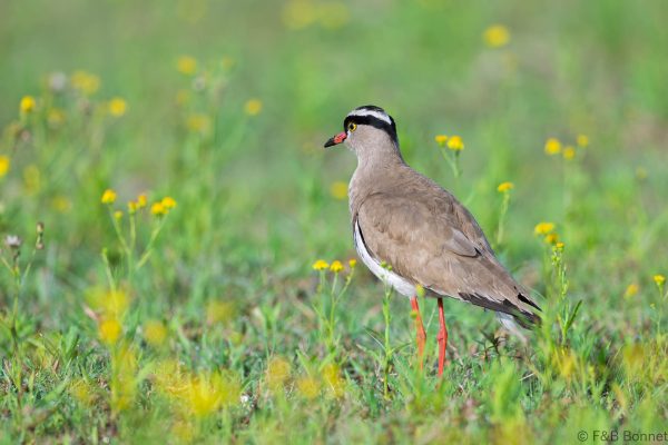 Crowned Lapwing - South Africa - Ndumu - 2026