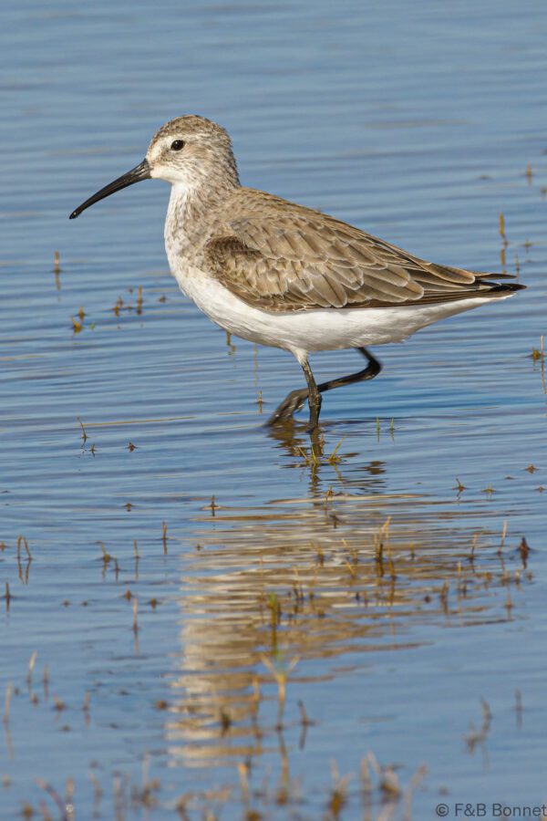 Curlew Sandpiper - South Africa - De Hoop - 2021